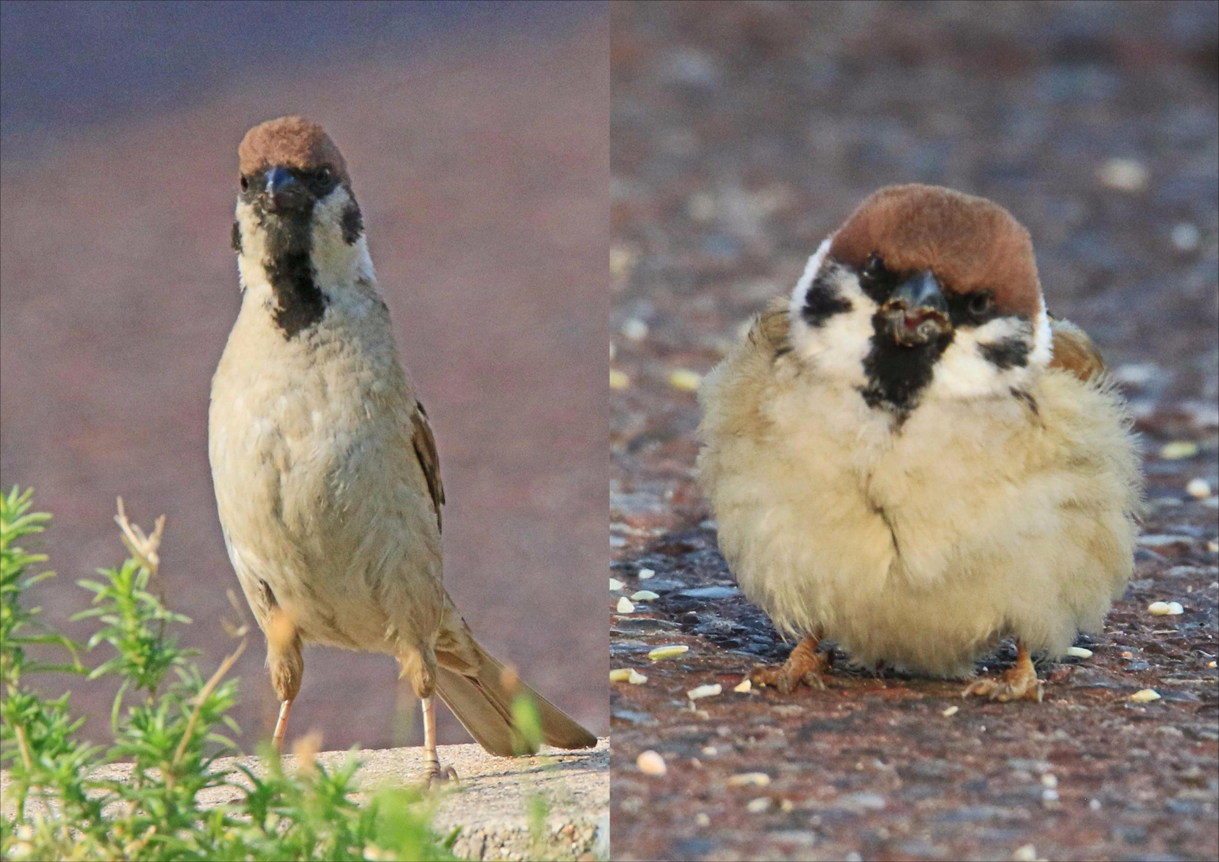 同じ鳥には見えない スズメは季節ごとに姿を変えるらしい 話題の画像プラス