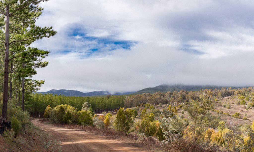 Gabby_Lowe84's tweet photo. Canberra I am in awe of your beauty #Canberra #forest #winter #fog https://t.co/0c8eIWYGwD