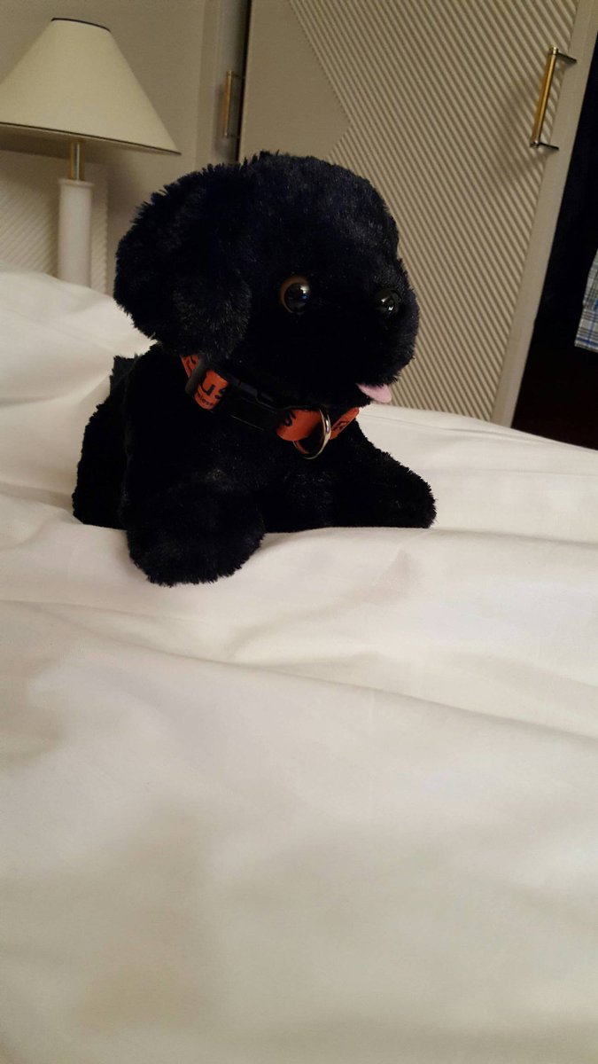 rapierstuart's tweet photo. and day 2 begins. #BiGDOGsParis - https://t.co/dZXcwettFx https://t.co/8s6DJMt0B9