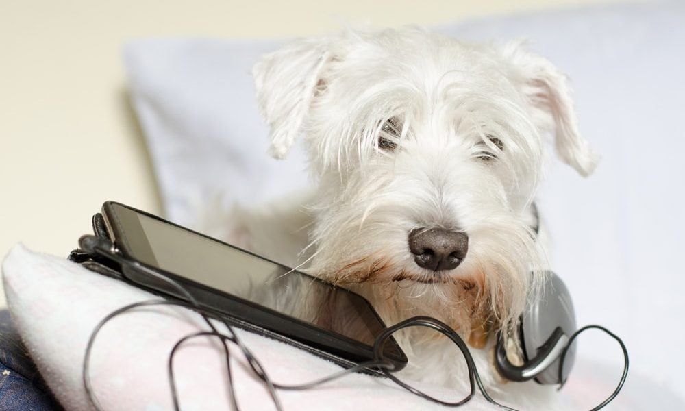 MusicalAdvisors's tweet photo. 5 Ways Music Can Help Ease Your Dog's Anxiety - Let's check the The Dogington Post! https://t.co/OJ3tcuMeZv https://t.co/0IW40AfcLH