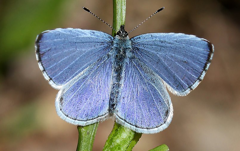 The holly blue is #Finland’s new national #butterfly! ow.ly/LikZ30cBGD6 via @SuomiFinland100 #Finland100 #hollyblue
