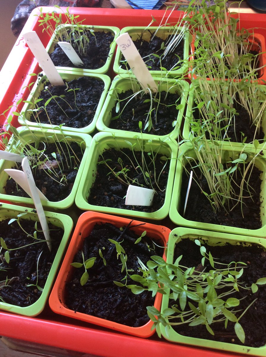 MrsManson1GM's tweet photo. Our parsley is growing @missrefoster @BoothferryPS 🌱🌿 https://t.co/kox4J8pEgx