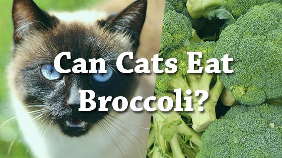 petconsider's tweet photo. Can Cats Eat Broccoli? #broccoli #cats #catfood https://t.co/e9FOguNs8Q https://t.co/24nu0Lkvc7