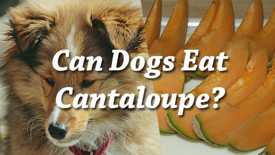 petconsider's tweet photo. Can Dogs Eat Cantaloupe? #cantaloupe #dogs #dogfood https://t.co/IDykBJafzy https://t.co/Kou5UcgwiN