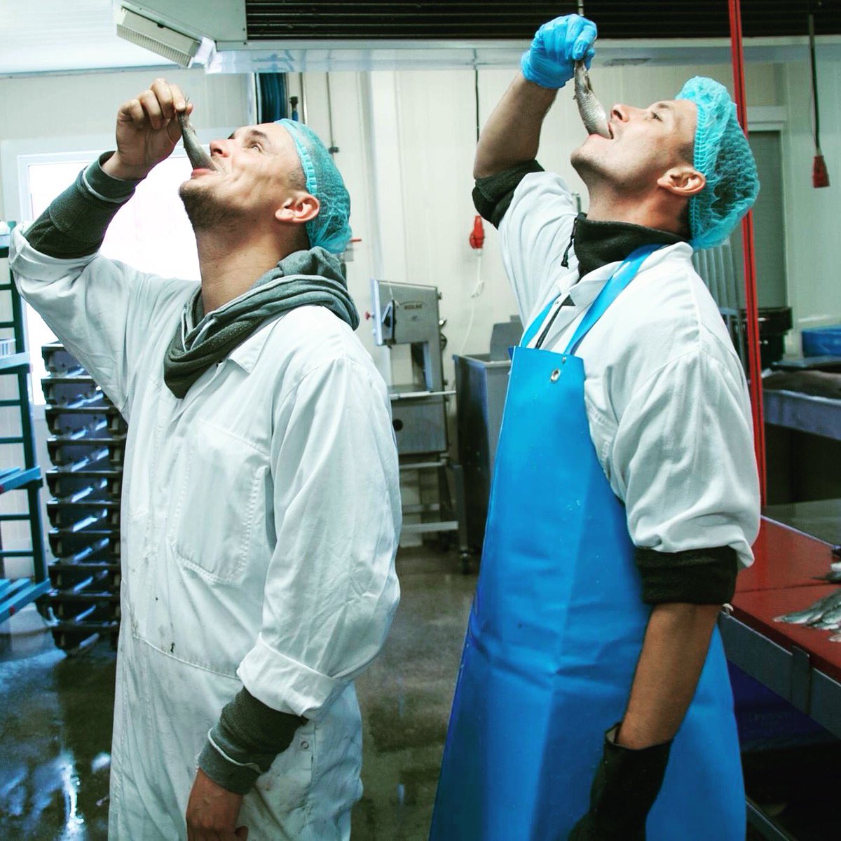 HOLLANDSE NIEUWE ze zijn er weer! Vers van het mes en ze smaken heerlijk. Als je ze op temperatuur laat komen zie je ze glimmen van het vet.