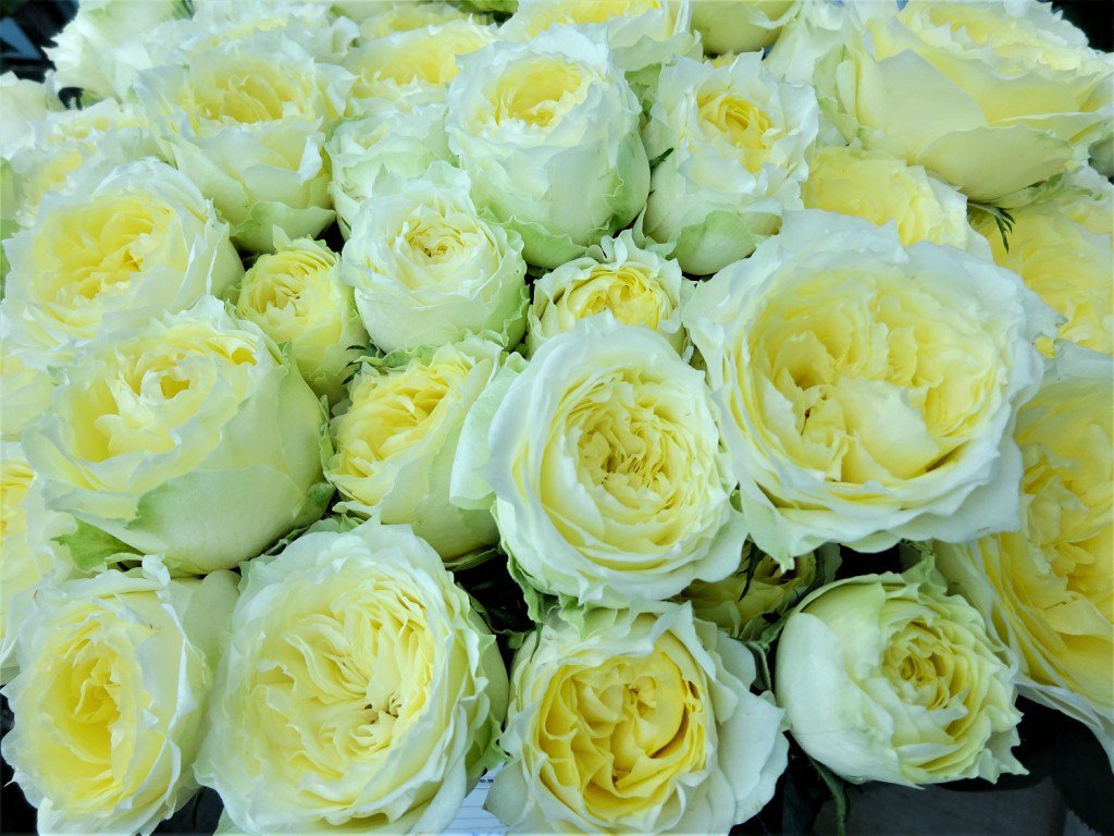goodplanners's tweet photo. Beautiful Rose https://t.co/BPdTOfqVrI https://t.co/DKrWhvaZ0x
