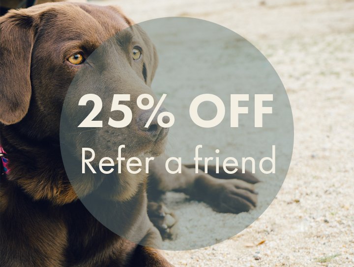 TailsatSeaham's tweet photo. 25% off when you refer a friend to Tails, your friend will also receive 15% off as part of our first groom offer 🐶 #DogGroom #Seaham #Durham https://t.co/J0ZTfmgRJy