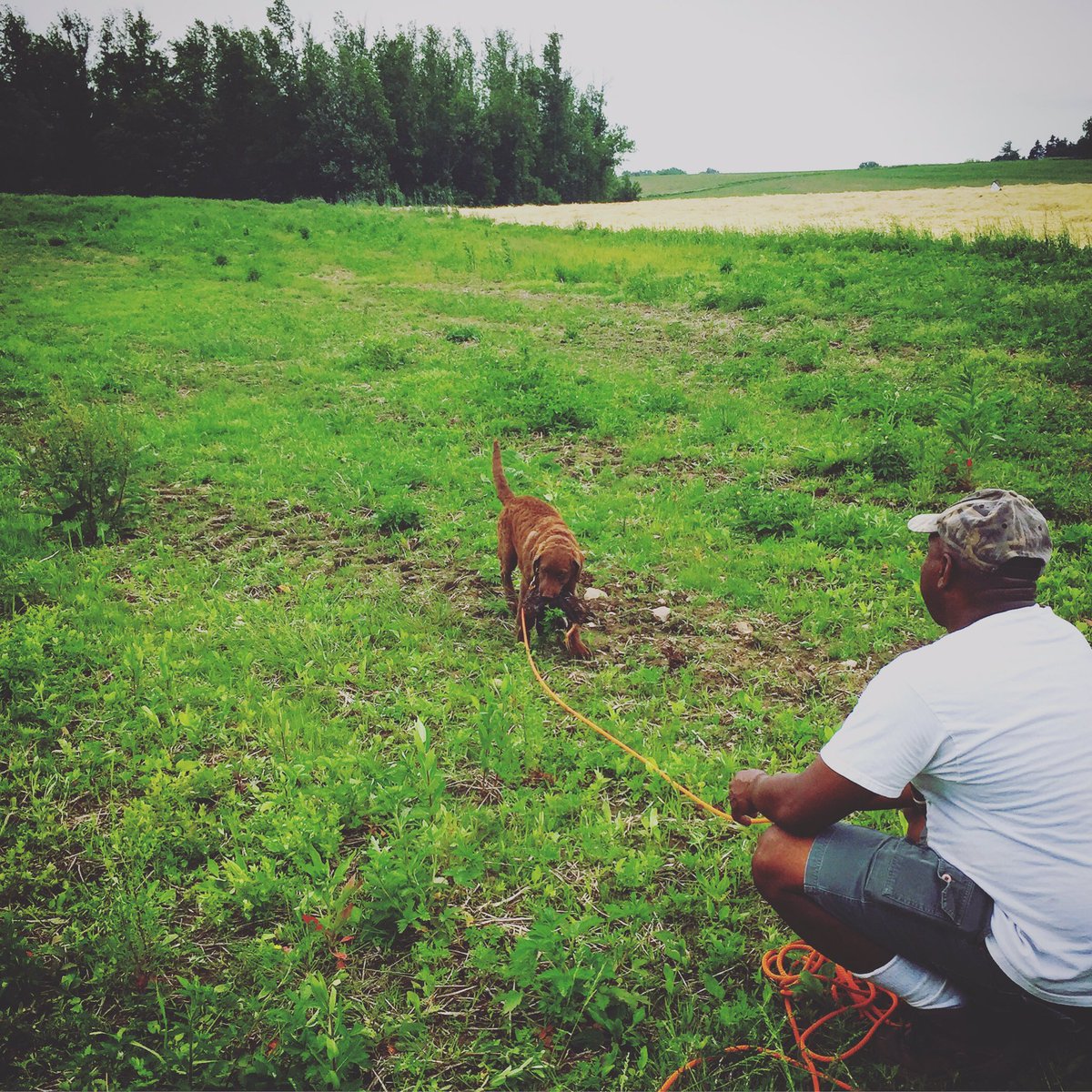 LoneDuckApparel's tweet photo. Scoter the #chessie with his first #duck retrieve! #natural #duckdog https://t.co/QdwDgdTmaD