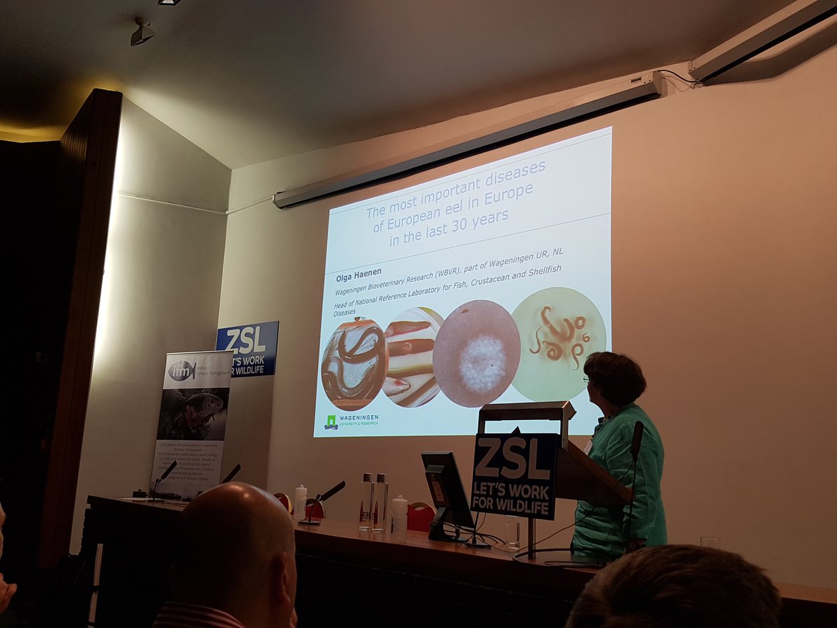 IFMFish's tweet photo. Olga Haenen of @WUR opens the final day of the #eel symposium with a fascinating talk on eel disease. #eelscience2017 https://t.co/FgMNjZv9ag