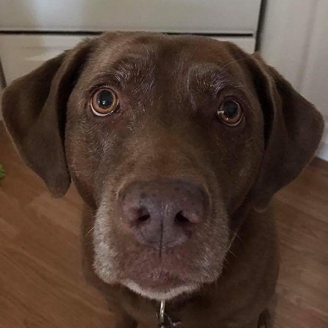 PolitiCanis's tweet photo. "Luvey Turns 9 Year Old...And Wonders What All The Fuss Is About" 😄
#Labrabulls #labrabullsofinstagram #Pitadors … https://t.co/6QmI6lYAvH https://t.co/oswrBK4akA
