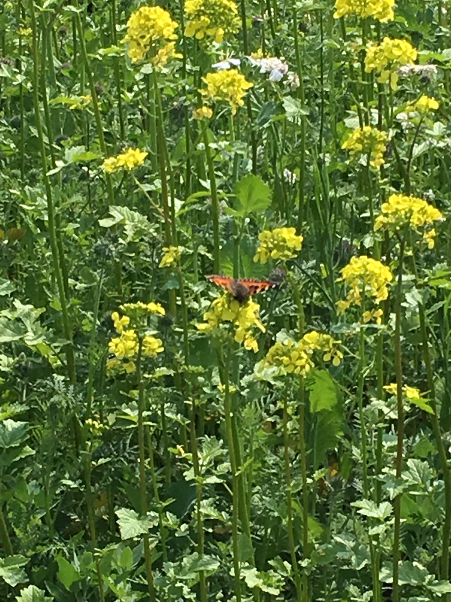 @HorstinkFruit De vlinders ook overigens.