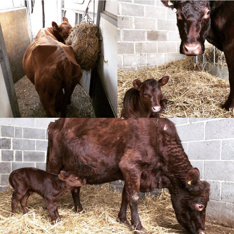 Happy Rescue-Versary Fiona! ❤️ #theretreatanimalrescue #oneyeartoday #sanctuary #rescue #motherslove #friendsnotfood #compassion