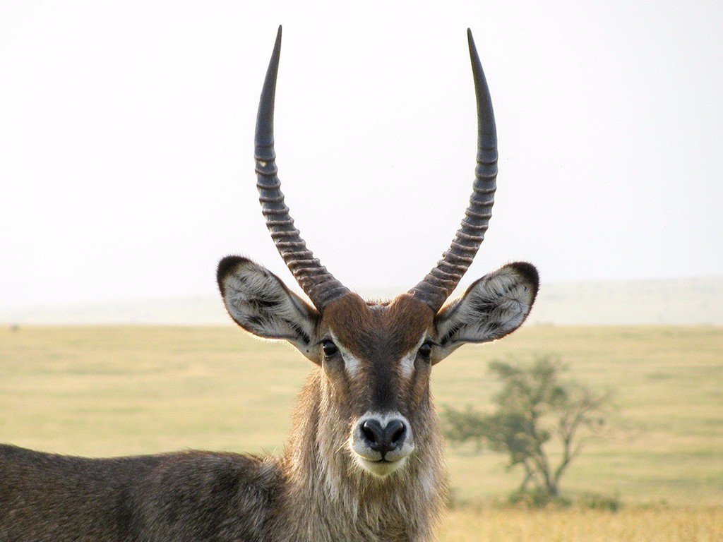 アフリカ旅行の道祖神 歪曲した美しい角を持つウォーターバックのオス マサイ マラ国立保護区 ケニア 動物 野生動物 サバンナ サファリ マサイマラ ケニア アフリカ 旅 旅行 Animal Animals Wildlife T Co Dxxglkz1dx T