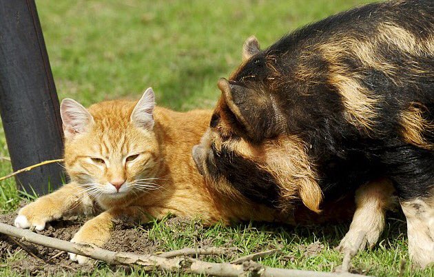 Cat_undercover's tweet photo. Can you smell bacon....? #Cats #cat https://t.co/LQaqDYrNEq
