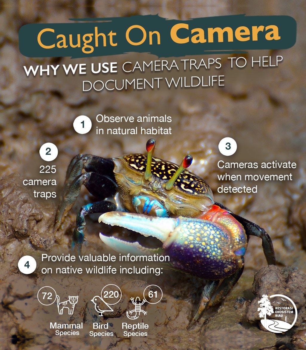 #DidYouKnow #RER uses 100s of camera traps to document the rare and sometimes #endangered #wildlife of Indonesia goo.gl/NTEqB0
