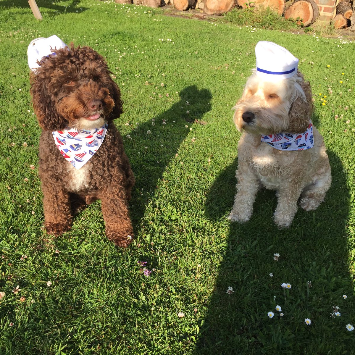 DotisDogs's tweet image. Thanks to @StitchAndSewCo we get to dress up like our @dannymaconline #OnTheTown we can't wait to see our Danny &amp;amp; @carleystenson