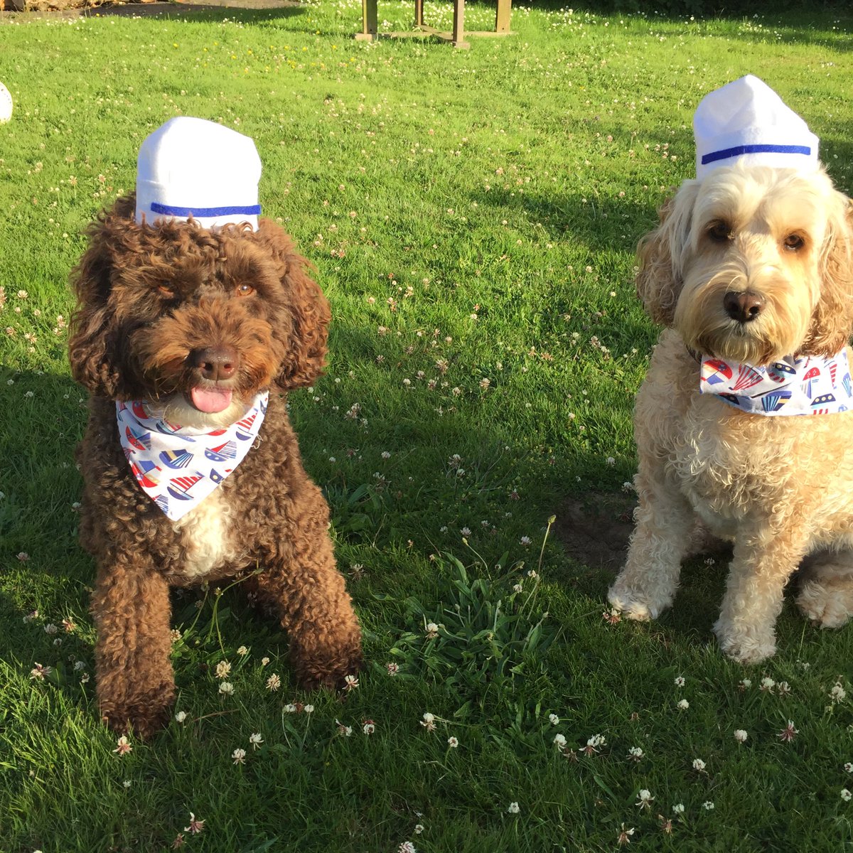 DotisDogs's tweet image. Thanks to @StitchAndSewCo we get to dress up like our @dannymaconline #OnTheTown we can't wait to see our Danny &amp;amp; @carleystenson