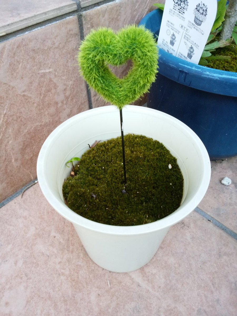 フロ人 على تويتر ダイソーで売ってたガーデンピックを苔生した鉢植えに刺すチビ