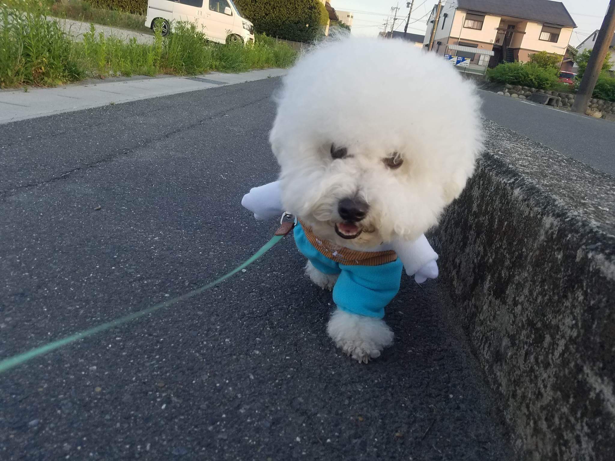 めちゃコミック めちゃコミ めちゃ犬コスプレで スタッフから１番好評だったのはこの子 頭がふわふわで1 5等身です 笑 帽子が小さくみえますね モデル犬 モニくん ビションフリーゼ めちゃコミック めちゃコミ めちゃ犬