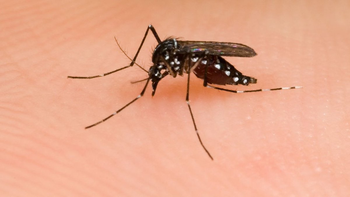 Aerial spraying planned tonight in Miami-Dade to combat Black Salt Marsh mosquitoes bit.ly/2t5Y4K3 https://t.co/pYQicitt3H