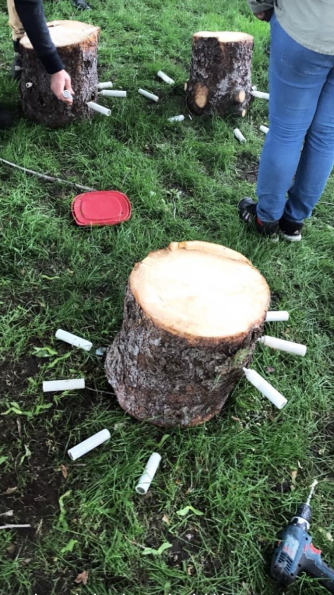 LallemandForest's tweet photo. Training is in full swing. Injection season is here! #TreeAzin #EAB #EmeraldAshBorer #TreesSavingTrees #UrbanForestHealth https://t.co/M70e0O6nQF