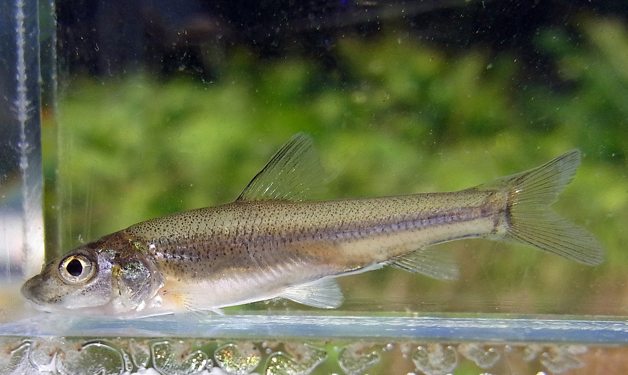 Rhodeus コウライニゴイ Hemibarbus Labeo の幼魚 ここは浮き魚がほとんどいない やっと捕れたのがコウライニゴイ ニゴイとは言うが ひげはあるもののコイにはまったく似ていないキツネ顔 でも幼魚は可愛いね T Co 2vbhf6mnzs Twitter