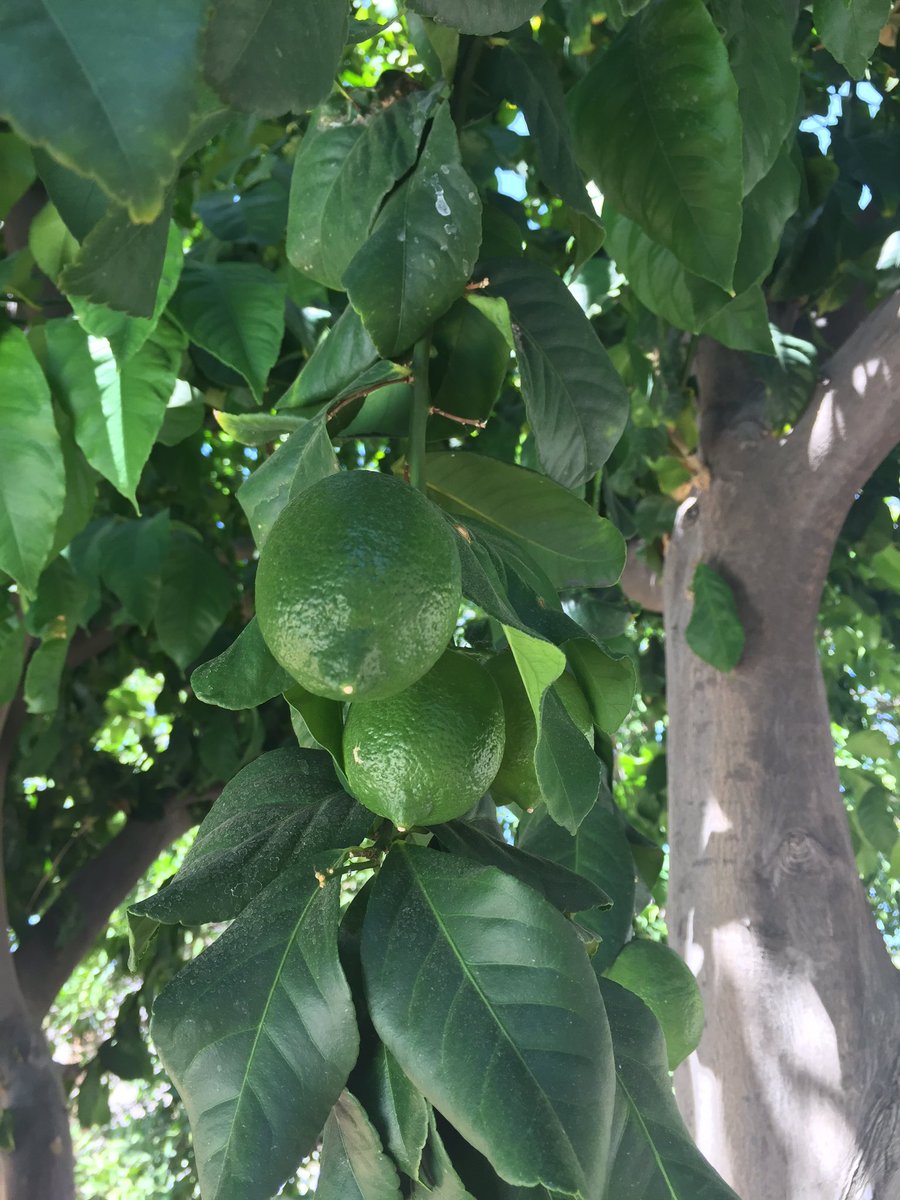 sliminthesnow's tweet photo. Lime tree provides...#palm springs #margheritas #happyhour #palmdessertlife https://t.co/0fduXMxSkk