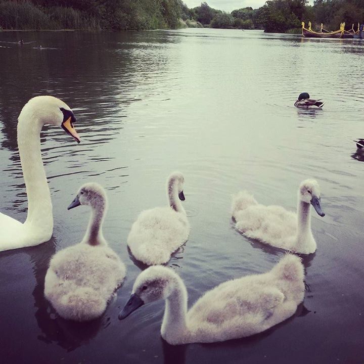 Florajam's tweet photo. A walk by our river... how they've grown. .. Happy Thursday All 🌞 . #etsy #etsyseller #etsyuk #etsysellersofinstag… https://t.co/1YZX3Y0wbH https://t.co/sT7czCi5X7