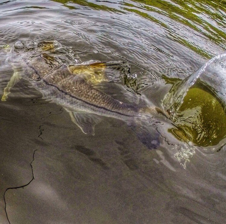 FishNFinatic's tweet image. Release shot #tampabayfishing