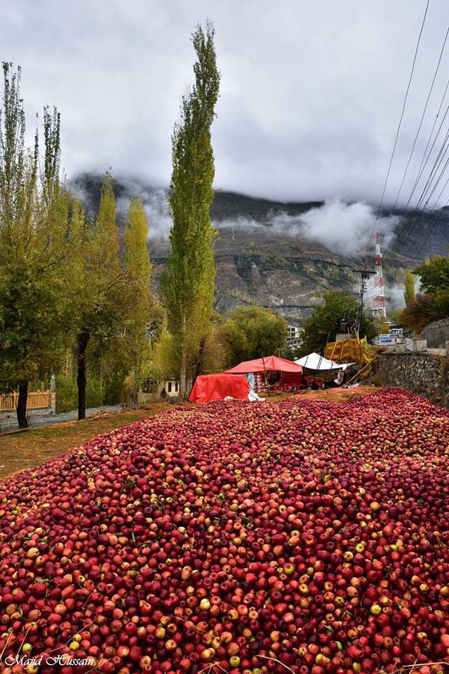 IndusDale's tweet image. Collection and packing of fresh apples at #Hunza #Pakistan
Photography - by Majid Hussain