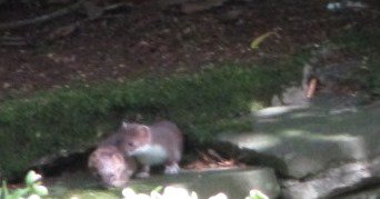NTNewarkPark's tweet photo. Stoat-ally cute!Adorable family of stoats in our gardens today #Springwatch #springwatchunsprung @NTLodgePark @nationaltrust @NTSouthWest https://t.co/oLGFMVTbPP
