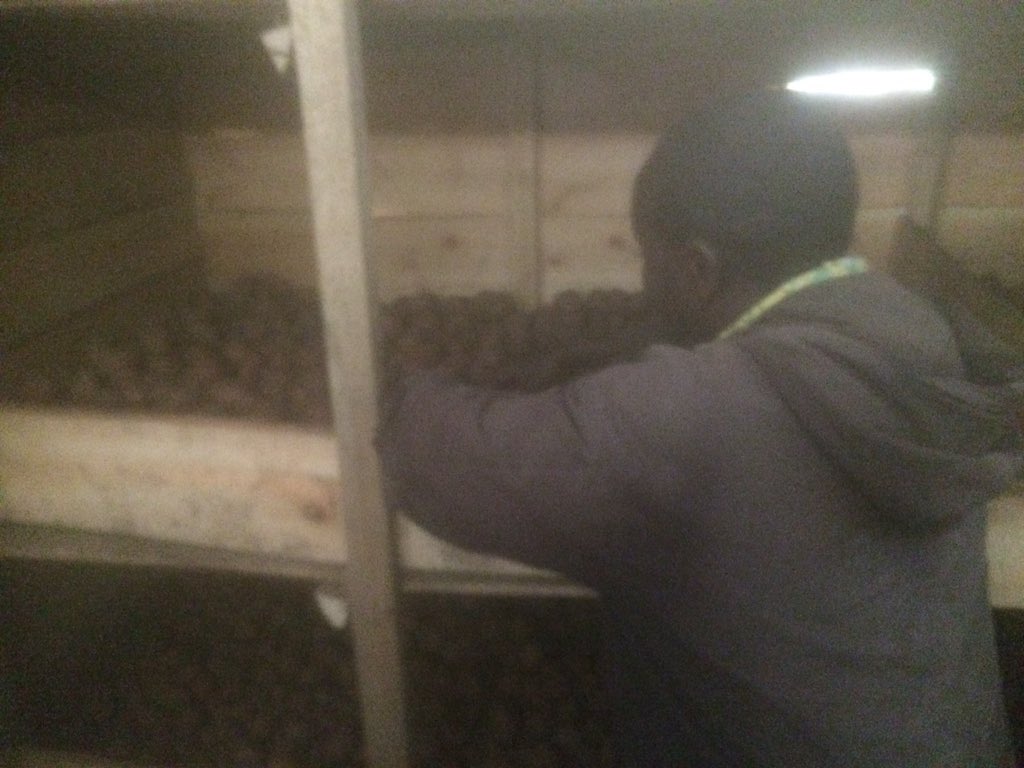 niekthijssen's tweet photo. Today visit potato coops in Masisi DRC, important potato producing region. Need for Cooperative Development. @Jimliseki @Agriterra #FOPAC https://t.co/NJWBuSZdWD