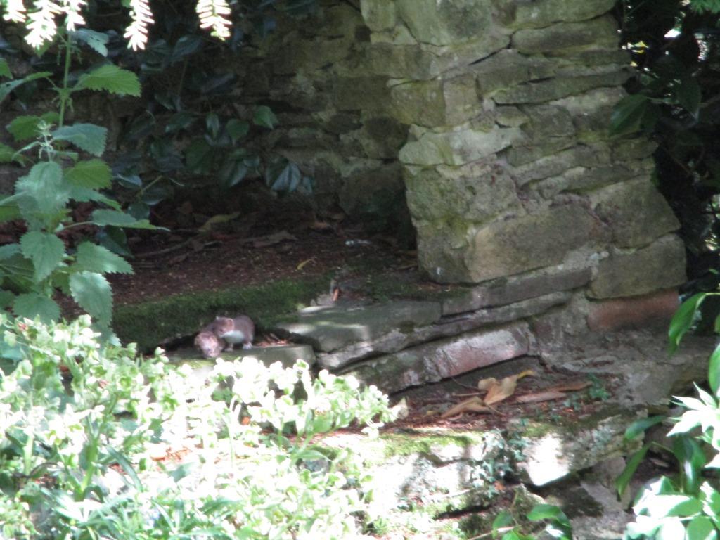 NTNewarkPark's tweet photo. Stoat-ally cute!Adorable family of stoats in our gardens today #Springwatch #springwatchunsprung @NTLodgePark @nationaltrust @NTSouthWest https://t.co/oLGFMVTbPP