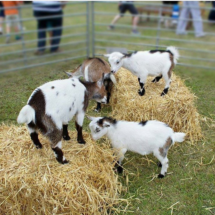 LuchaBurrito's tweet photo. How cute are these baby goats! Thank you  @trevs_snaps for taking this wonderful shot☺️🐐 . . 
#burrito #taco #lunc… https://t.co/c4eeldKkj3 https://t.co/NAGIDWCcxN