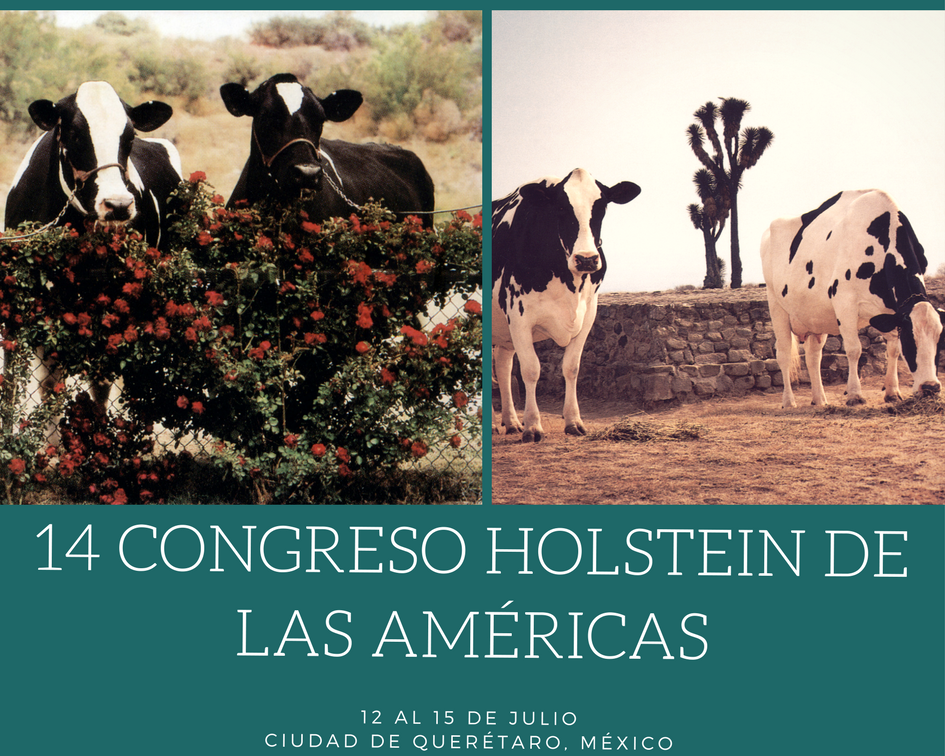 Holstein Américas tweet media