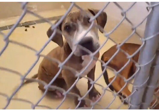 SupportPets's tweet photo. @WynneGuglielmo So rewarding to hear!Thank you so much to the wise heart and lovely soul who had the wisdom #NotToShop but #Adopt Thank you millions to YOU https://t.co/XdaPX0GKIA