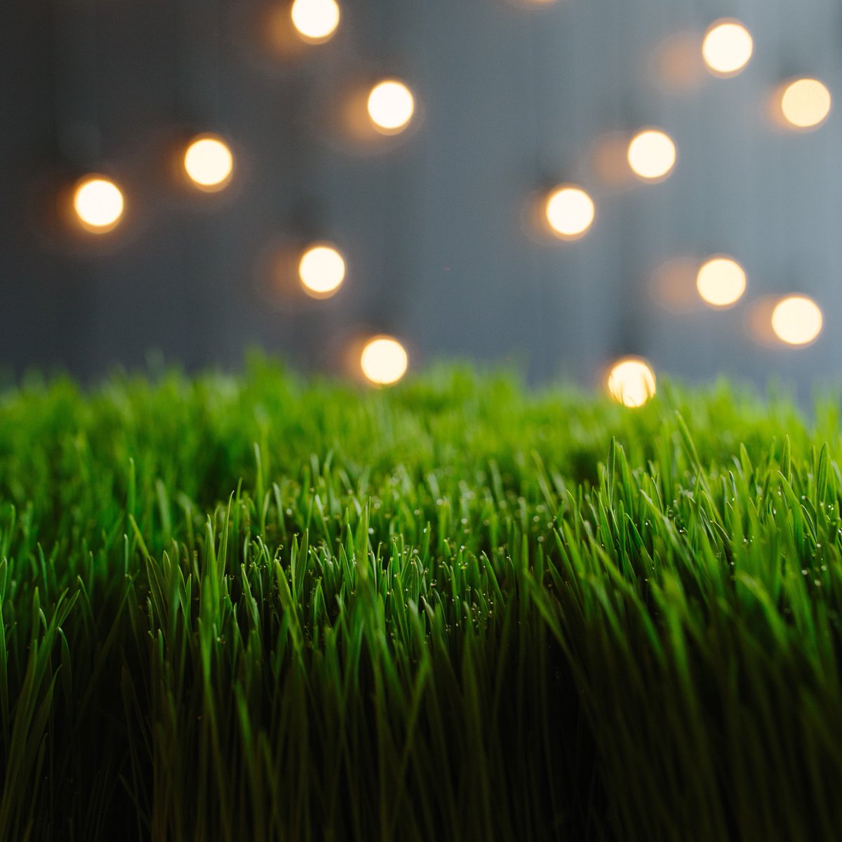 86ColdPress's tweet photo. Wake up, wheatgrass shot, work, sleep, Repeat! #wheatgrass #shots #juice #86ColdPress #ColdPress #Wichita https://t.co/UEVccgHqbQ