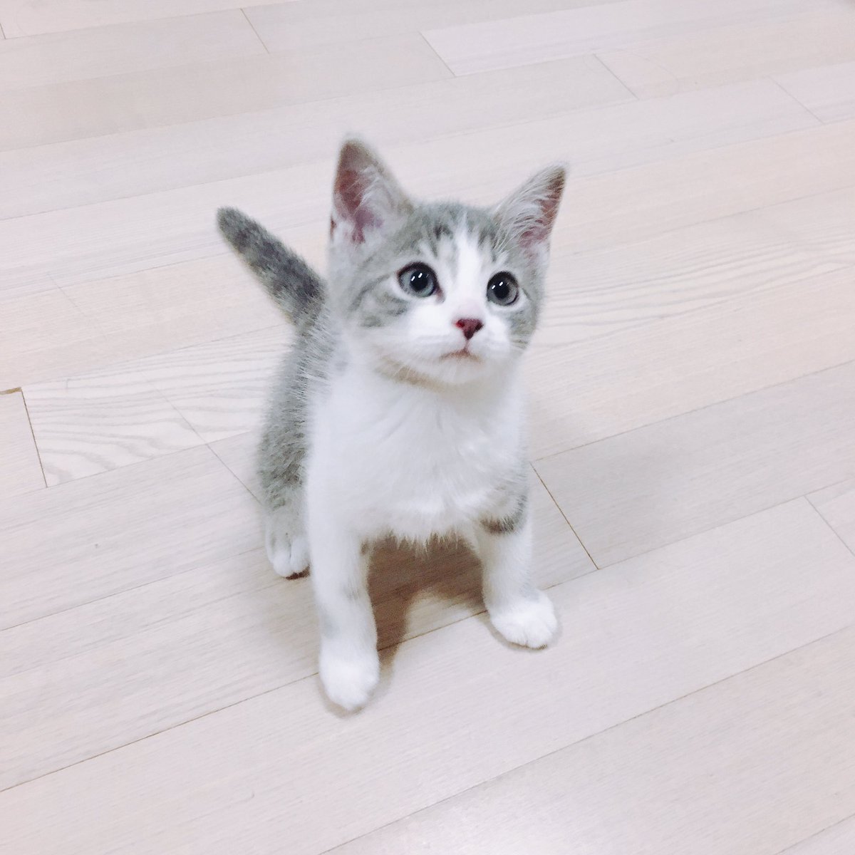 달리의 나날 tweet media