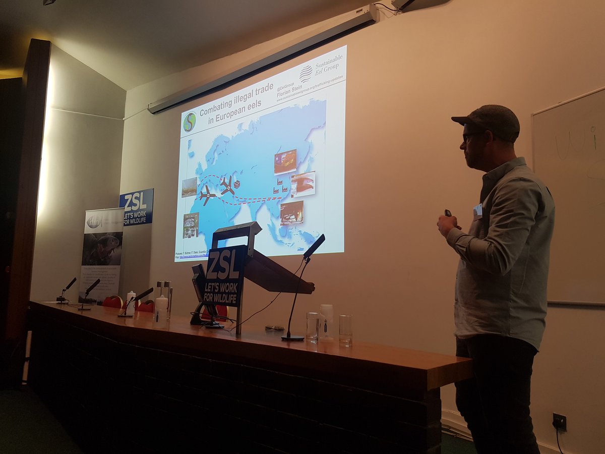 IFMFish's tweet photo. @Steinbutt identifying new routes for illegal glass #eel trafficking after successful enforcement in Spain. #eelscience2017 https://t.co/5lkqdgqKSj