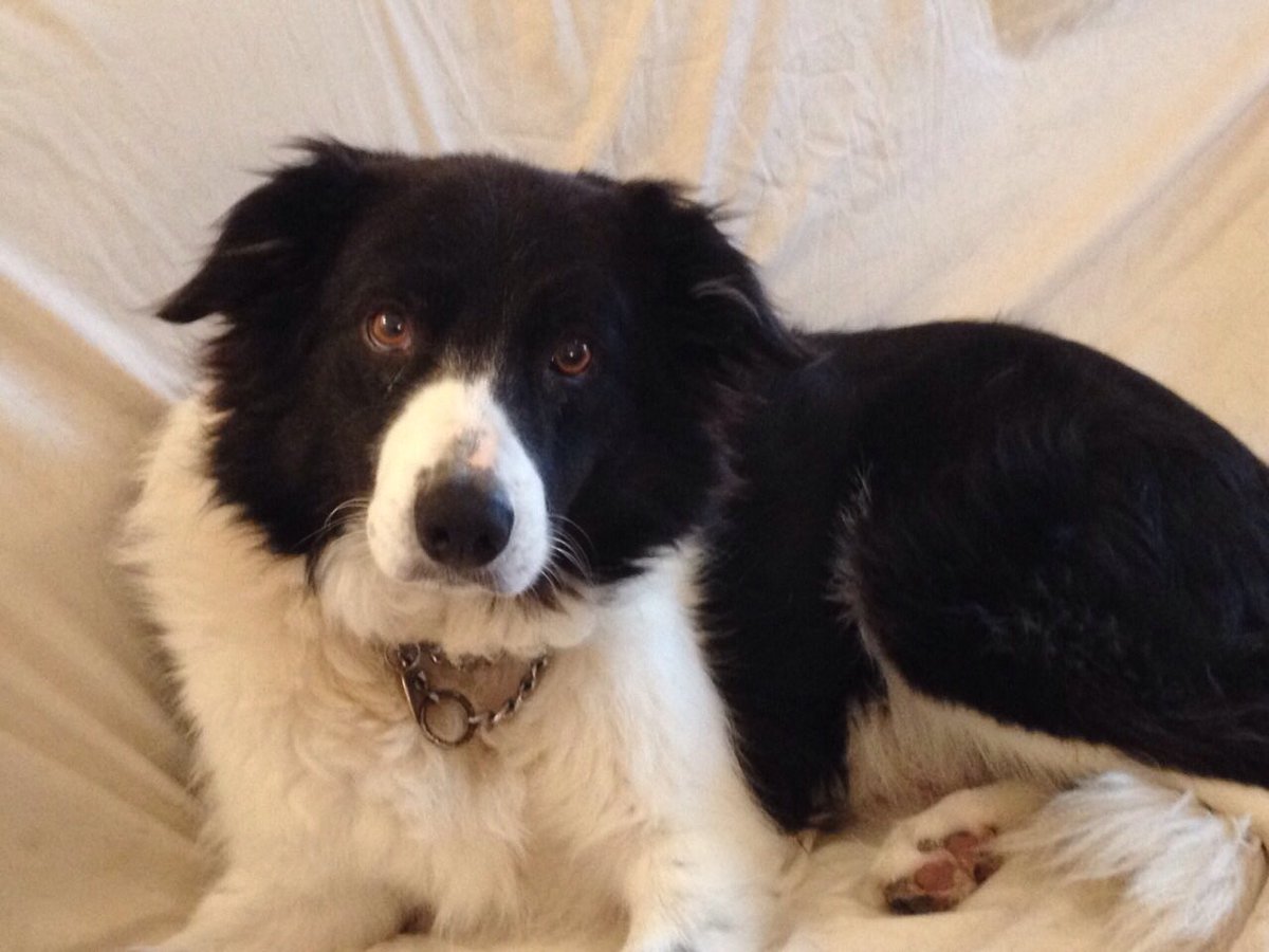 SecureDogField's tweet image. Book your time slot @SecureDogField in Exmouth for this weekend. Places filling up fast