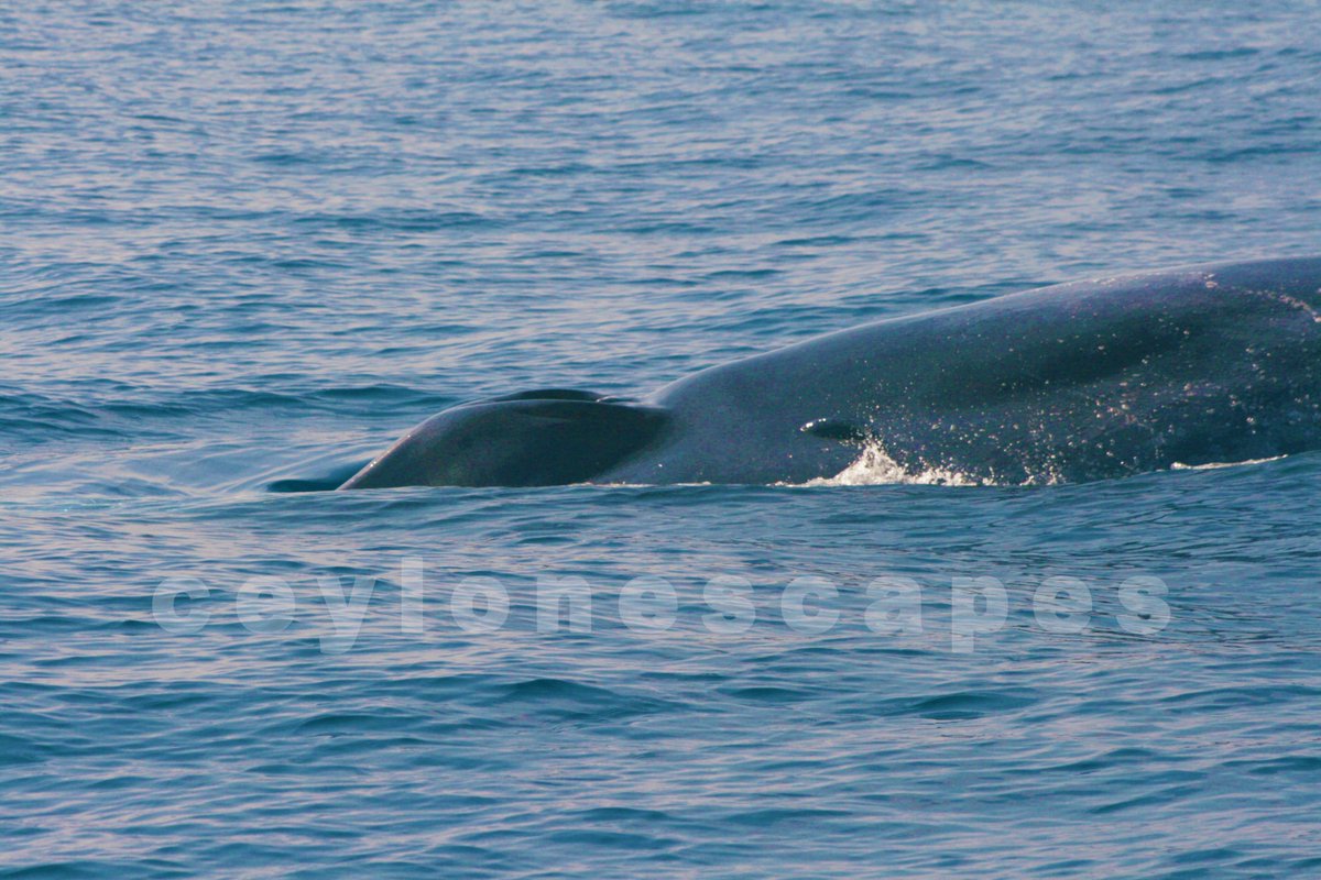ceylon_escapes's tweet photo. Whale watching in Mirissa
#mirissa #whalewatching #whale #ceylon #srilanka #ceylonescapes #ocean https://t.co/k0Otx0ge2N