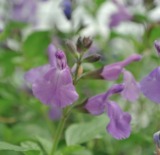 PlantBuddies's tweet photo. #Salvia #DillyDilly bred in New Zealand. Masses of open mouthed intensely mauve blue purple blooms from May-November #PlantOfTheWeek https://t.co/OpMaRihgsN