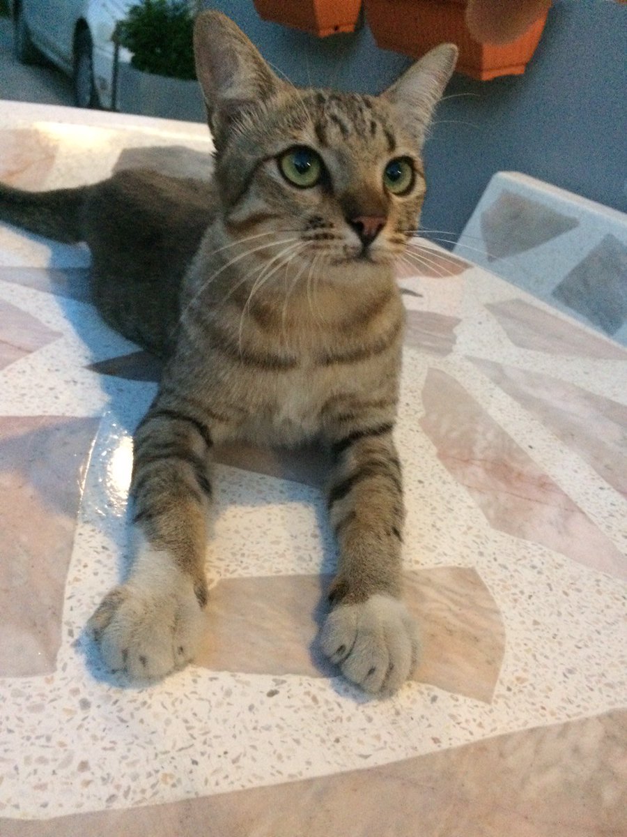 LonesomeFirefly's tweet photo. น้องเหมียวจรที่ติดตามน้องหมาตาบอดอีกตัวมาอยู่หน้าบ้านเพื่อน ช่วงแรกๆ กลัวคน แต่พอเพื่อนให้ข้าวทุกวันก็ยอมให้เล่น จากนั้นก็ไม่ไปไหน https://t.co/9wNby8UvoM