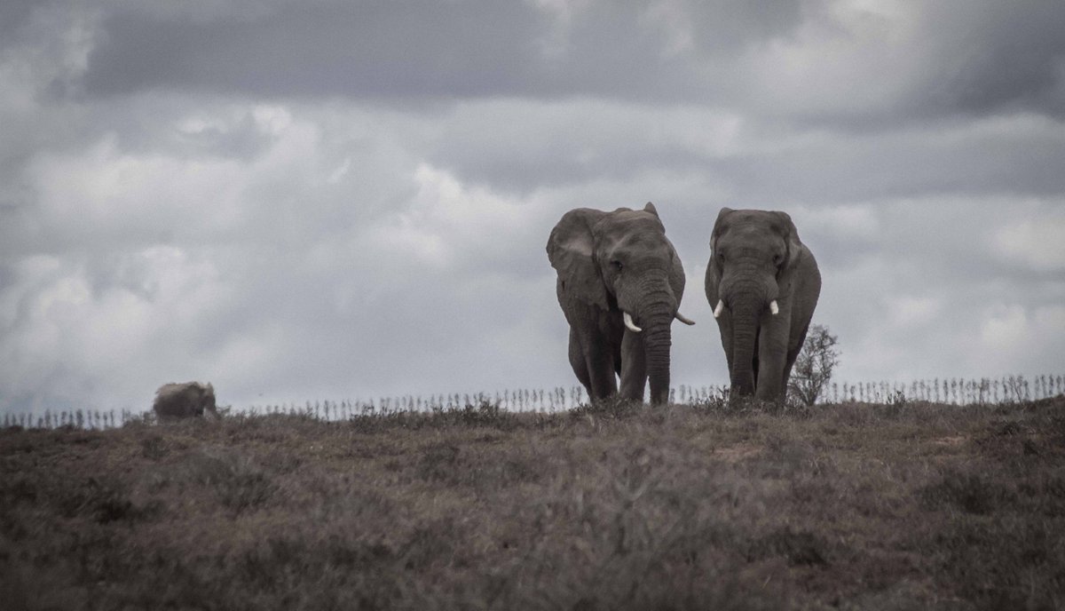 Be_ArtMedia's tweet photo. Get out and about into nature this #southafrica #youthday #nature #photography #photographer #elephant https://t.co/RTeItRHPKl