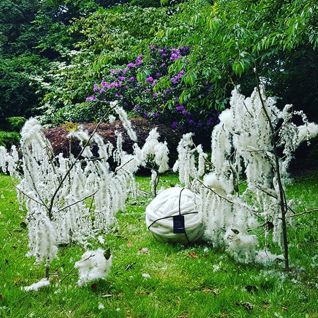 Reposting <a href="/woollymahoosive/">Skurpy</a>:
Its so great to see that my merino trees have cropped amazingly well this year. Bet you all wish you had some.