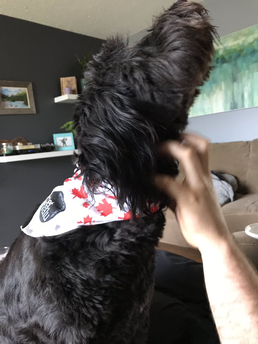 hdubrick10's tweet photo. @petvalu thanks for the new swag for our pup! #Canada150 https://t.co/1qQu0WBpk1