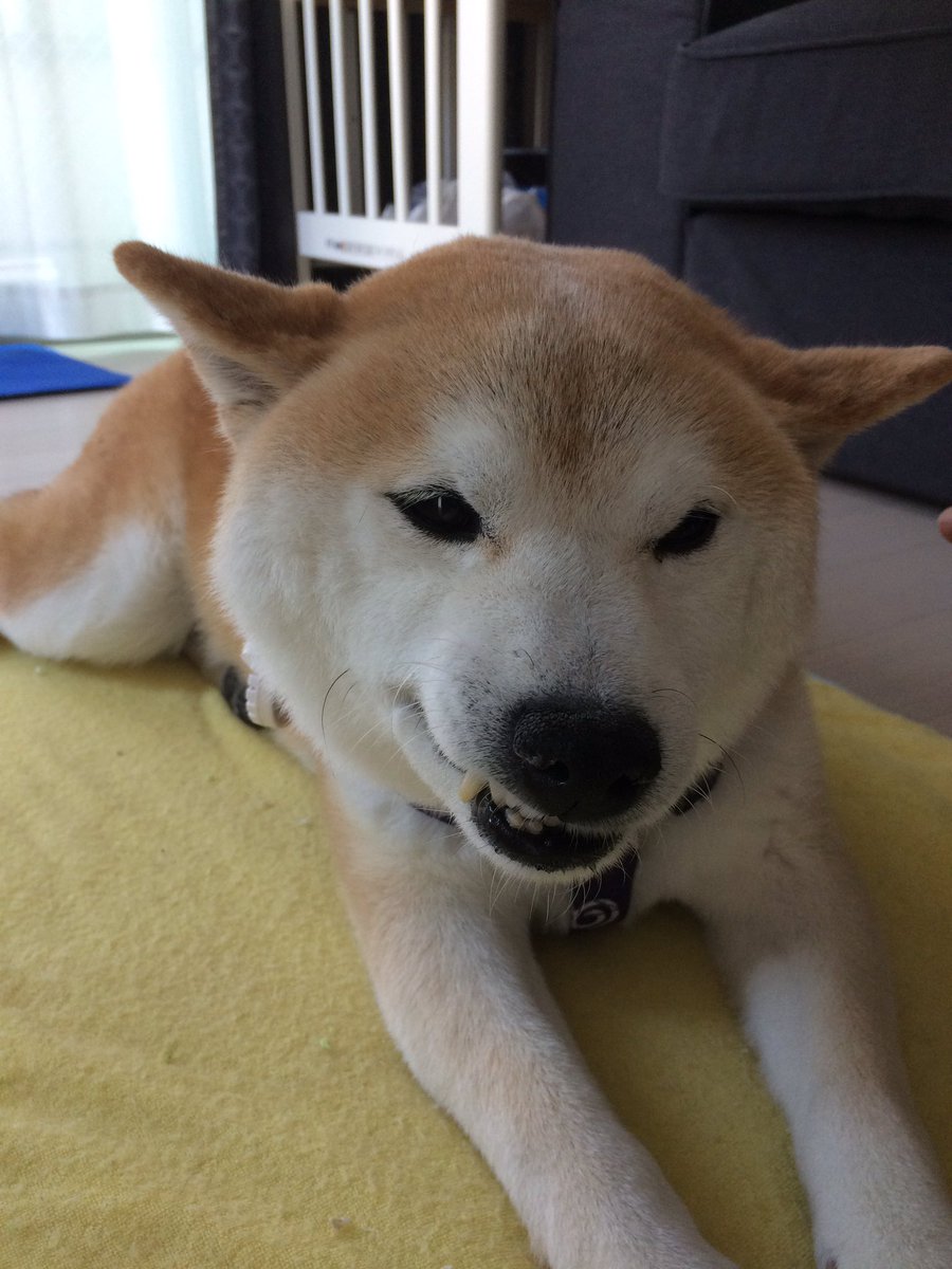 柴犬ゆうきshibainu Yuuki V Twitter 飛行機耳 ママに撫でられてコレ しかし ママのマスク姿が嫌で脱走したのかも 声もガラガラなのでママの声にも反応せず 柴犬 Shibainu Dog 元保護犬 ラブファイブ 飛行機耳