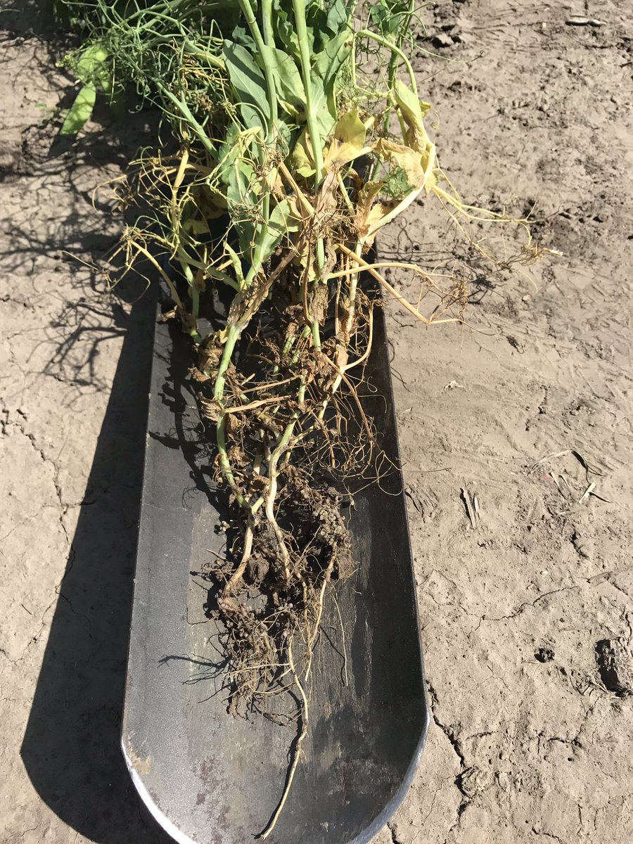 DustinOhanlon's tweet photo. Field yellow peas! Great dryland crop. Excited for harvest in 3 weeks. #ohanlonseed does all agriculture crops https://t.co/btaDMmLXuR