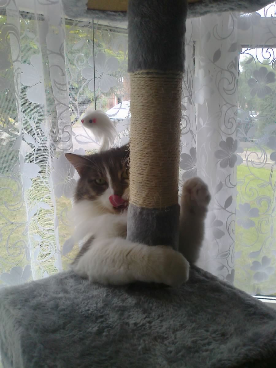 OdowdEllen's tweet photo. Cat nip up https://t.co/MeBMZJTWQw