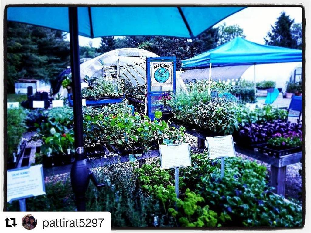 VisitEssexMA's tweet photo. Our hours for the remainder of the week will be: Thursday 9-5 and Saturday 9-4 , Closed Friday and Sunday
#bluemoo… https://t.co/Oey9lhhK5q https://t.co/fMupLyhUuS